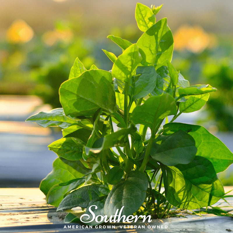 Load image into Gallery viewer, Malabar Green Spinach – 100 Seeds
