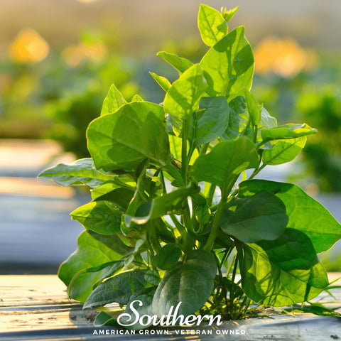 Malabar Green Spinach seeds package, 100 count, GrowTime Garden Supply