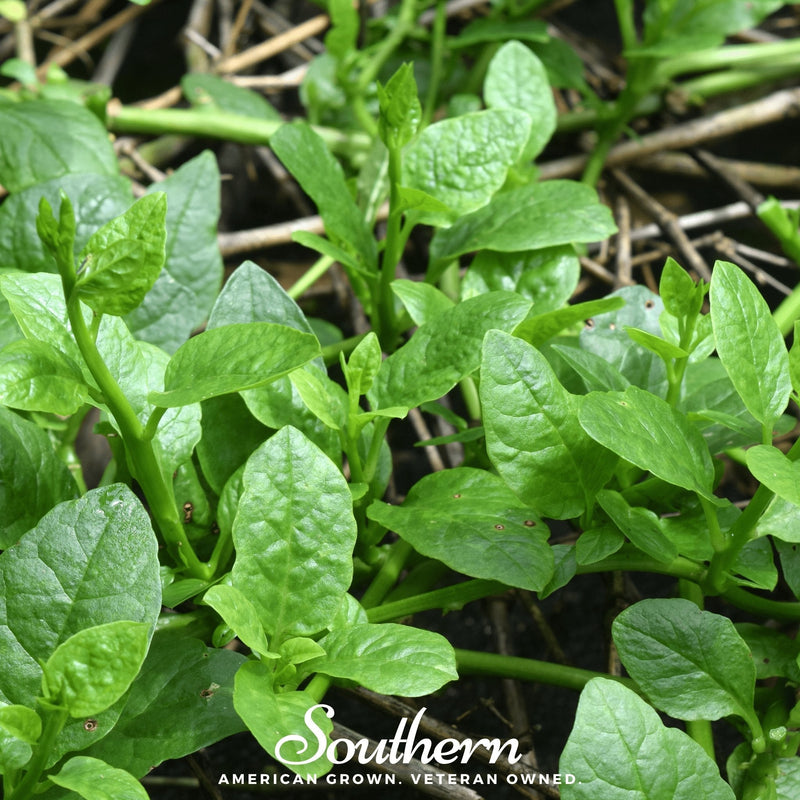 Load image into Gallery viewer, Malabar Green Spinach – 100 Seeds
