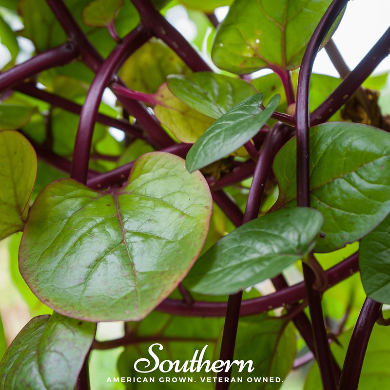 Load image into Gallery viewer, Malabar Red Spinach – 50 Seeds
