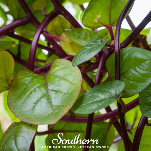 Malabar Red Spinach seeds package, 50 count, GrowTime Garden Supply