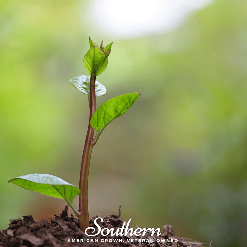 Load image into Gallery viewer, Malabar Red Spinach – 50 Seeds
