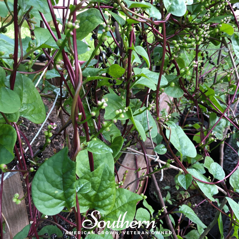 Load image into Gallery viewer, Malabar Red Spinach – 50 Seeds
