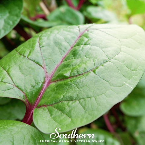 Malabar Red Spinach – 50 Seeds, additional product view 2