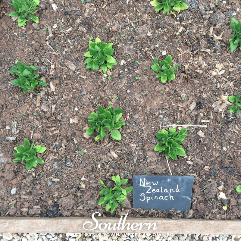Load image into Gallery viewer, New Zealand Spinach – 30 Seeds
