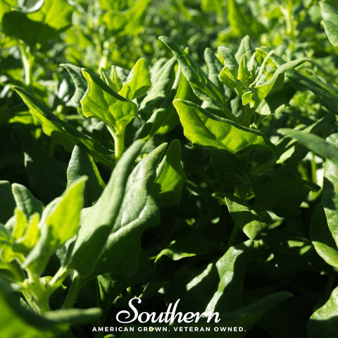 New Zealand Spinach – 30 Seeds, additional product view 2