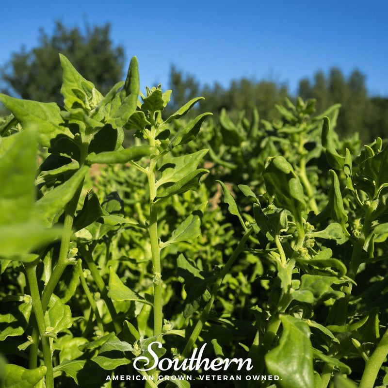 Load image into Gallery viewer, New Zealand Spinach – 30 Seeds
