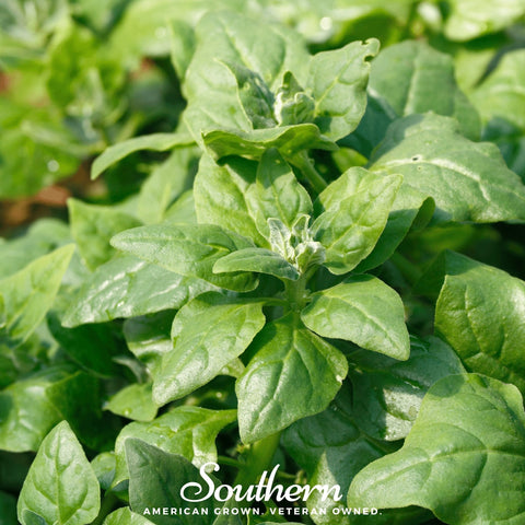 New Zealand Spinach 30 Seeds