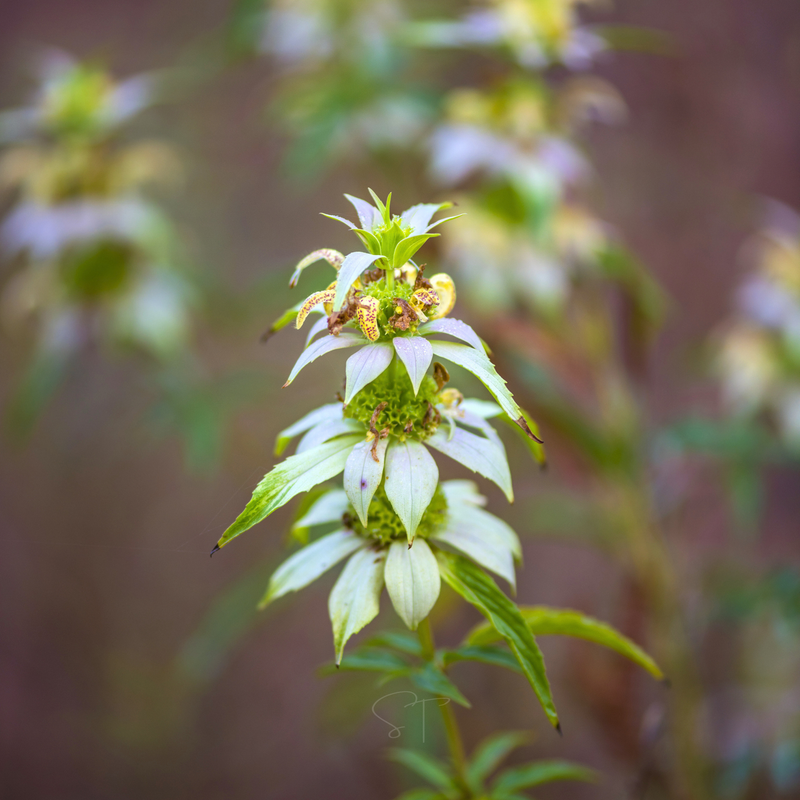 Load image into Gallery viewer, Spotted Bee Balm (Horsemint) – 50 Seeds
