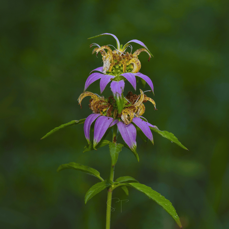 Load image into Gallery viewer, Spotted Bee Balm (Horsemint) – 50 Seeds
