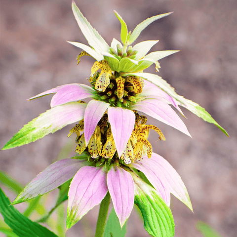 Spotted Bee Balm Horsemint seeds package, 50 count, GrowTime Garden Supply