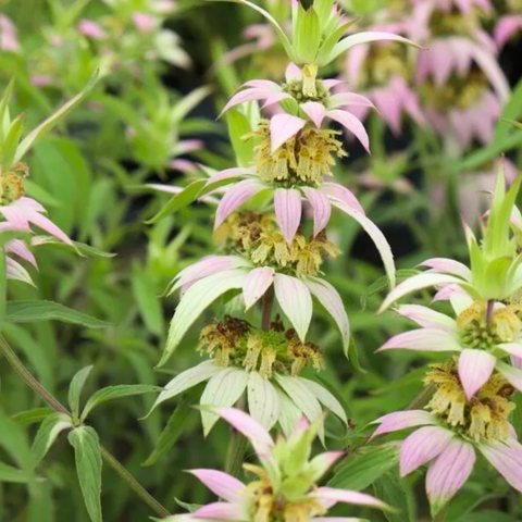 Spotted Bee Balm (Horsemint) – 50 Seeds, additional product view 2
