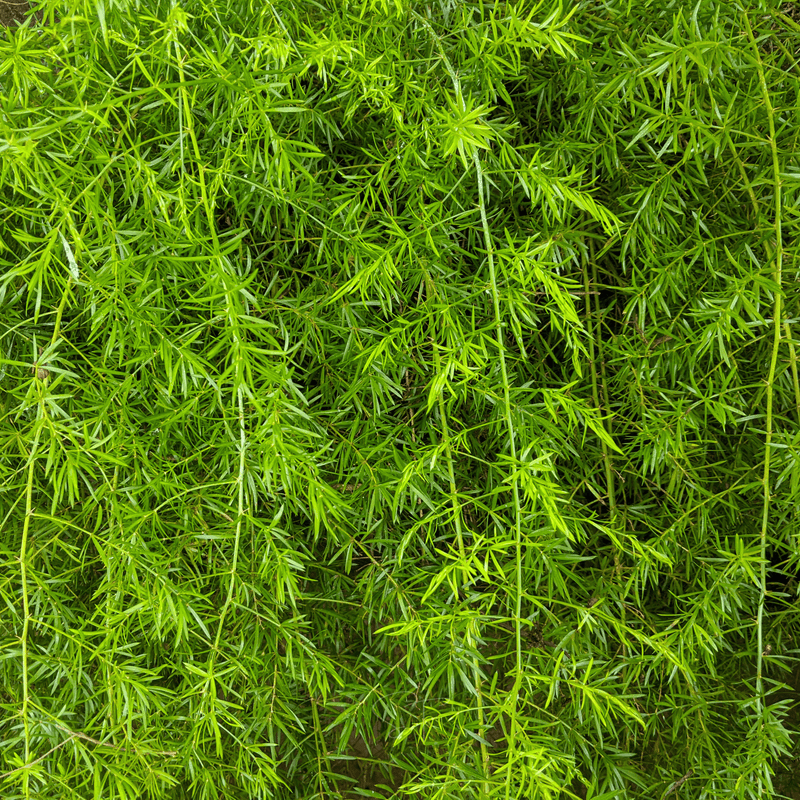 Load image into Gallery viewer, Sprengeri Asparagus Fern – 15 Seeds
