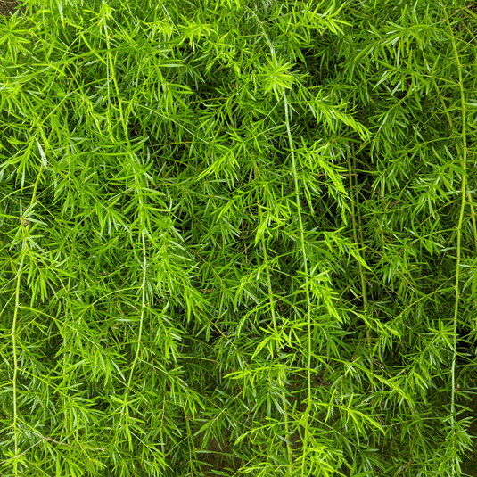 Sprengeri Asparagus Fern – 15 Seeds
