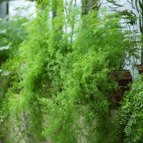 Sprengeri Asparagus Fern – 15 Seeds, additional product view 2
