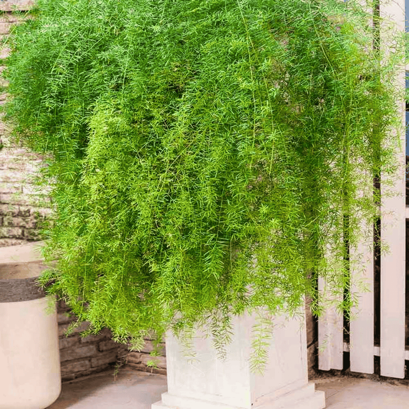 Load image into Gallery viewer, Sprengeri Asparagus Fern – 15 Seeds
