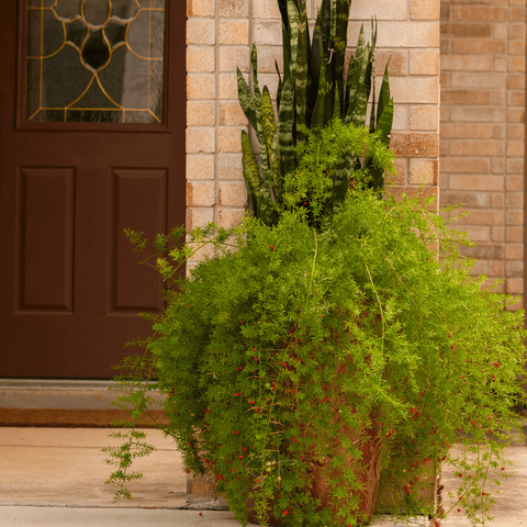 Sprengeri Asparagus Fern 15 Seeds