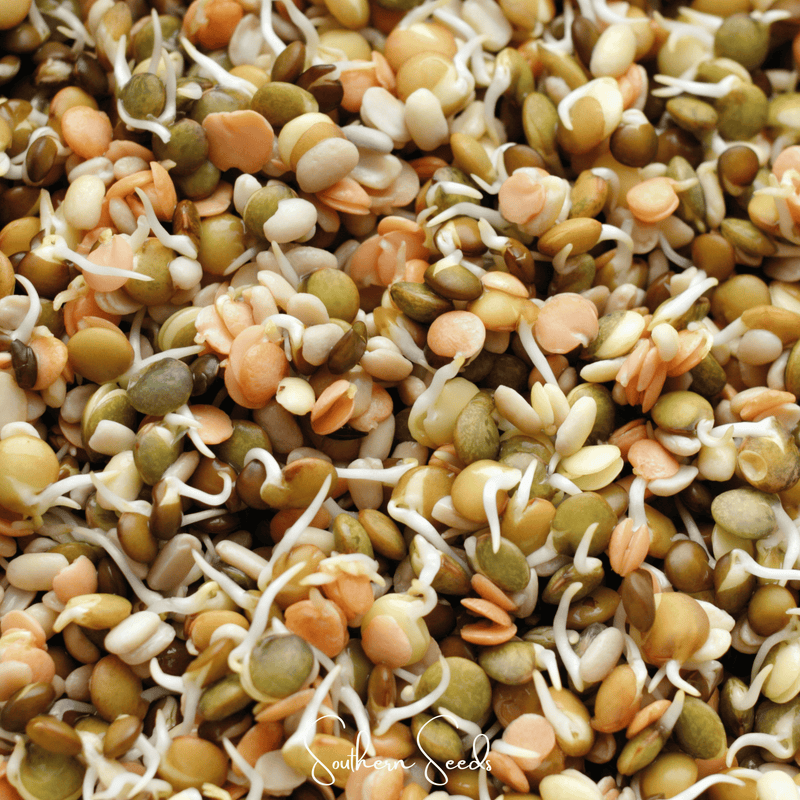 Load image into Gallery viewer, Crunchy Lentils Sprout Mix – 500 Seeds

