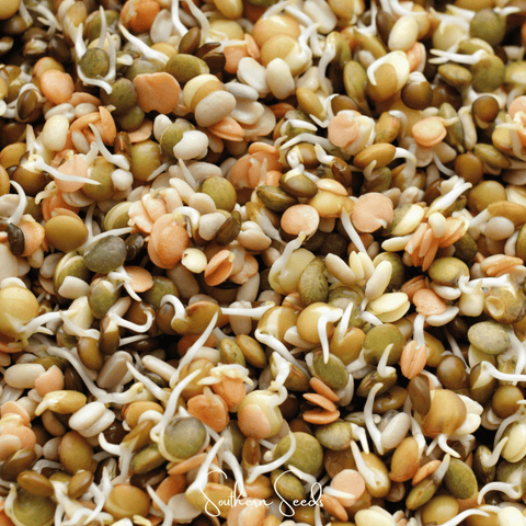 Crunchy Lentils Sprout Mix 500 Seeds