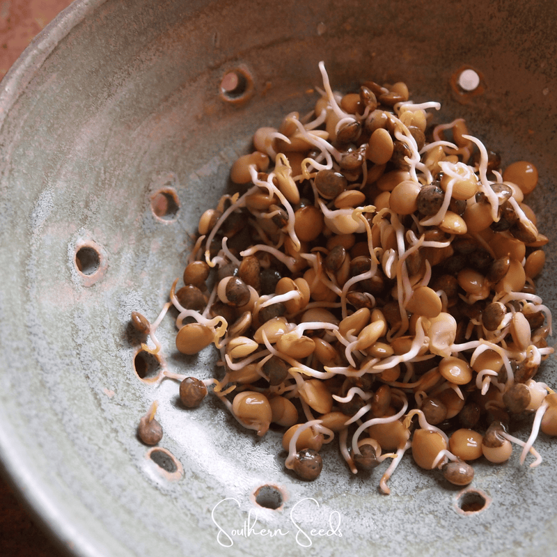 Load image into Gallery viewer, Crunchy Lentils Sprout Mix – 500 Seeds
