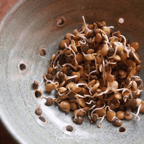 Crunchy Lentils Sprout Mix – 500 Seeds, additional product view 2