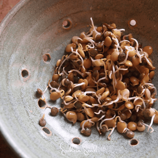 Crunchy Lentils Sprout Mix – 500 Seeds