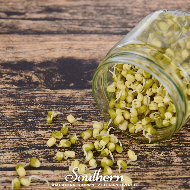 Load image into Gallery viewer, Mung Beans Sprout – 500 Seeds
