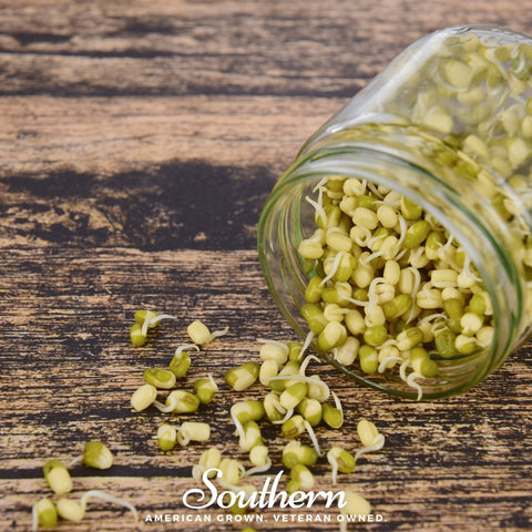 Mung Bean Sprout seeds package, 500 count, GrowTime Garden Supply