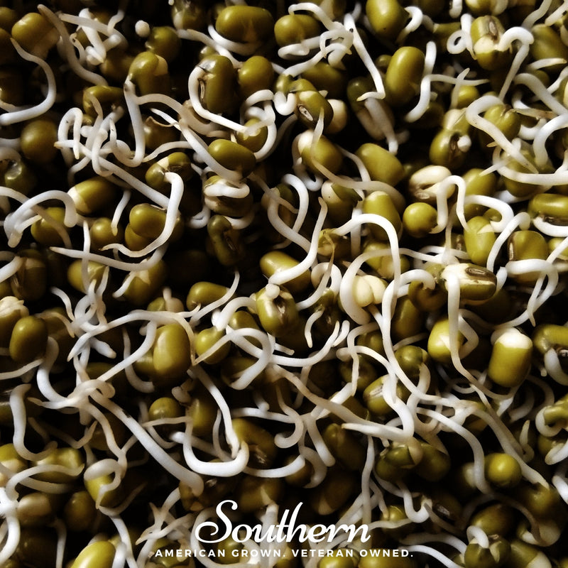Load image into Gallery viewer, Mung Beans Sprout – 500 Seeds
