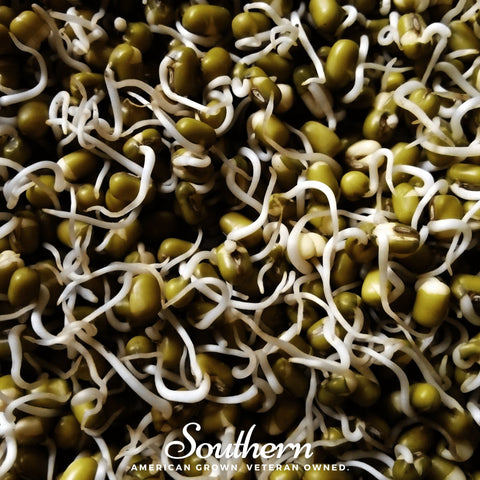 Mung Beans Sprout – 500 Seeds, additional product view 2