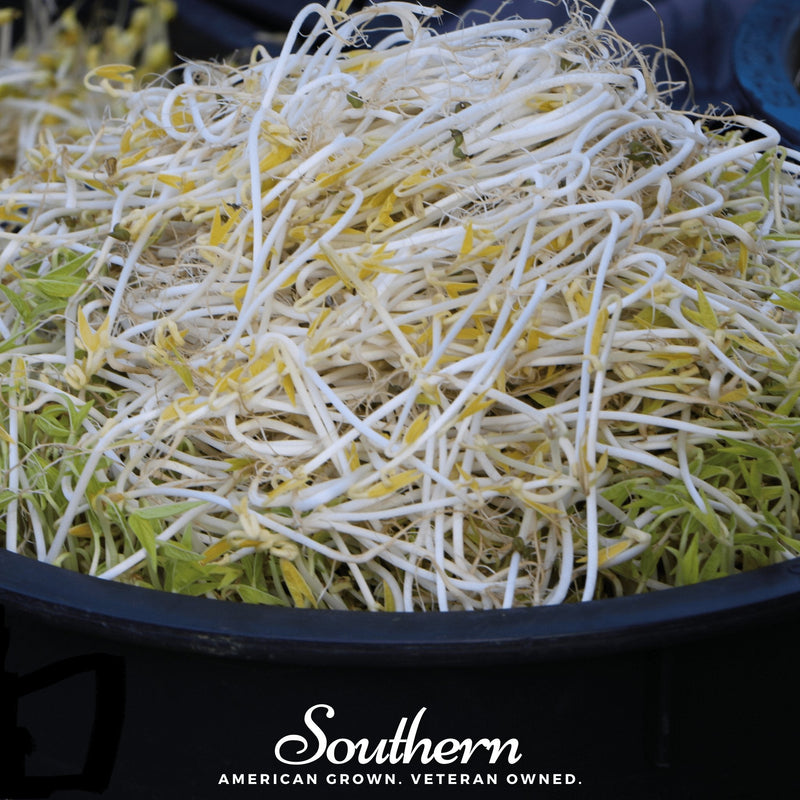 Load image into Gallery viewer, Mung Beans Sprout – 500 Seeds
