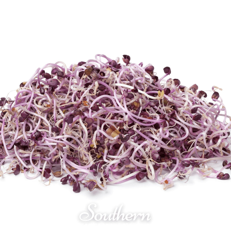 Load image into Gallery viewer, Rambo Purple Sprout – 100 Seeds
