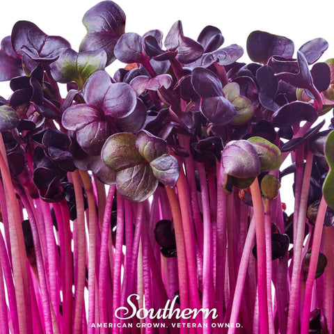 Rambo Purple Sprout seeds package, 100 count, GrowTime Garden Supply