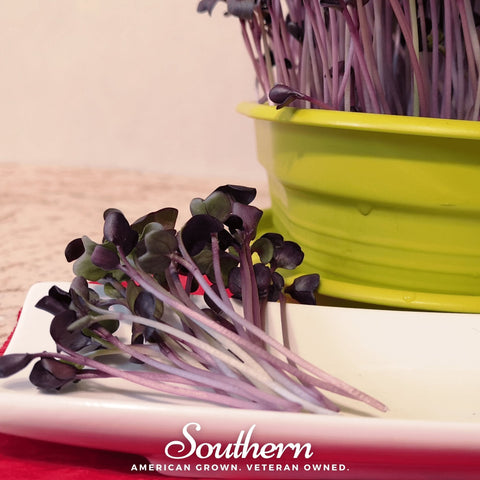 Rambo Purple Sprout – 100 Seeds, additional product view 2
