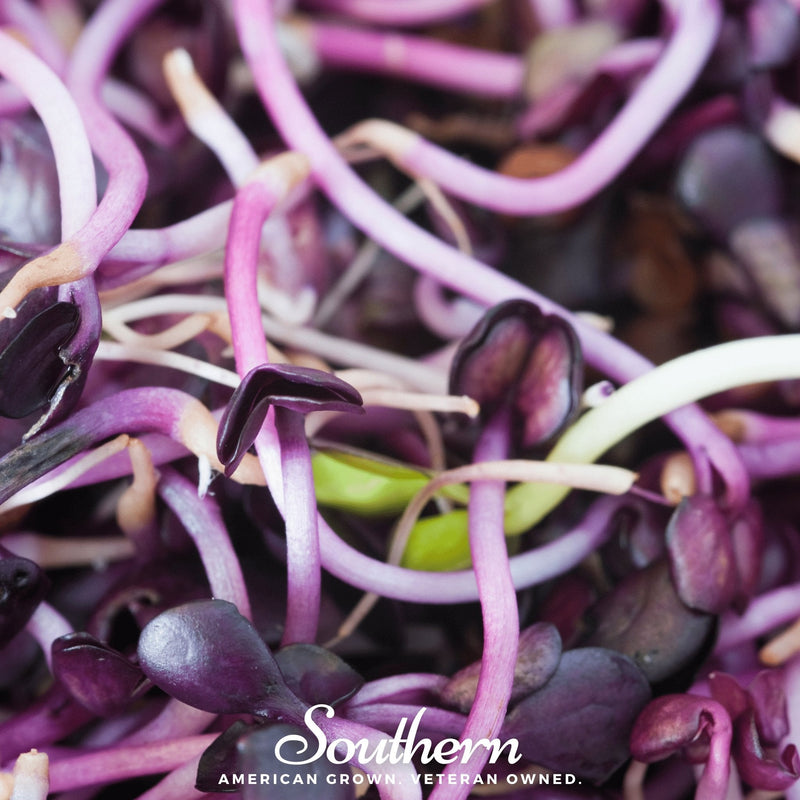 Load image into Gallery viewer, Rambo Purple Sprout – 100 Seeds

