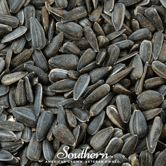 Black Oil Sunflower Sprout – 500 Seeds
