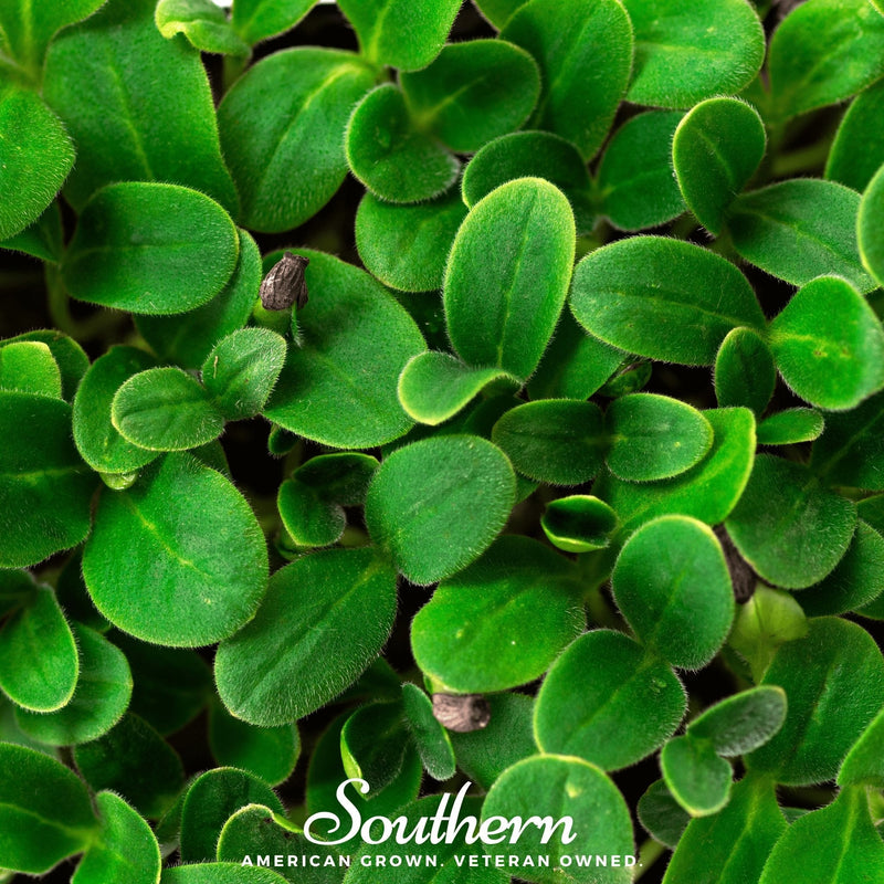 Load image into Gallery viewer, Black Oil Sunflower Sprout – 500 Seeds
