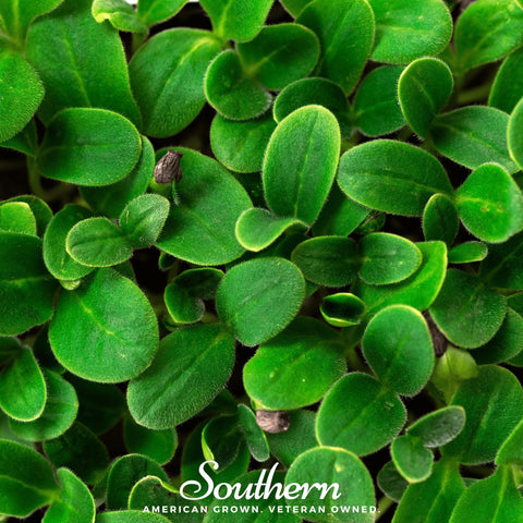 Black Oil Sunflower Sprout – 500 Seeds, additional product view 2