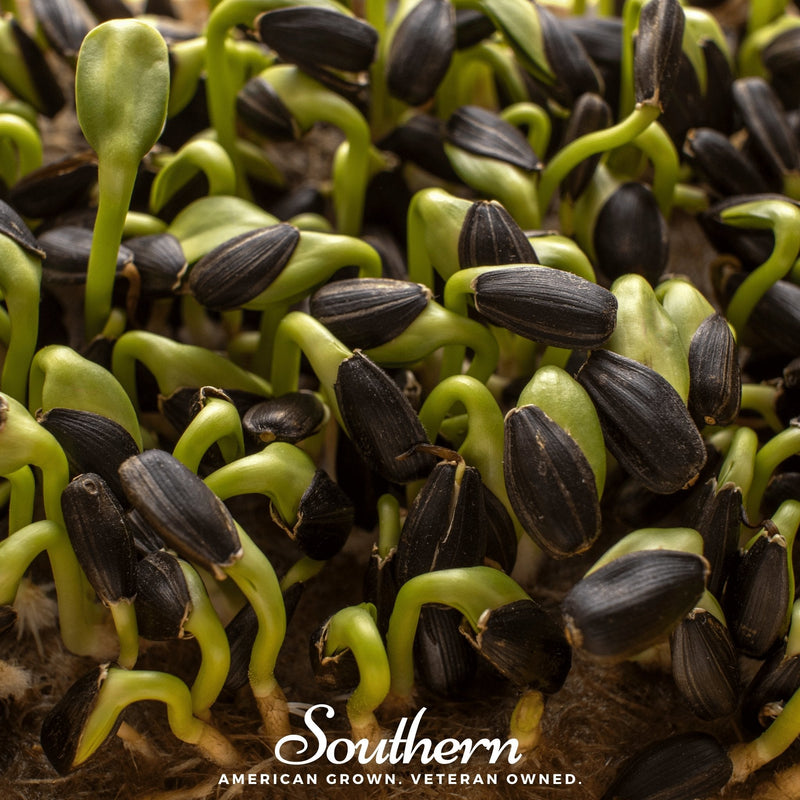 Load image into Gallery viewer, Black Oil Sunflower Sprout – 500 Seeds
