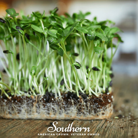 Black Oil Sunflower sprout seeds package, 500 count, GrowTime Garden Supply