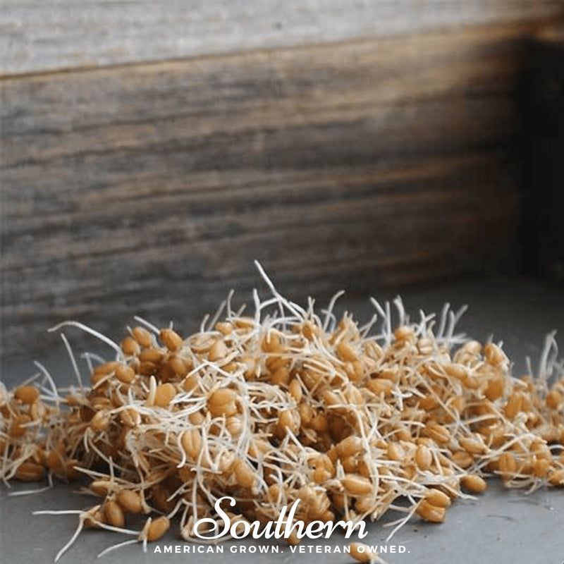 Load image into Gallery viewer, Hard Red Winter Wheat Sprout – 200 Seeds
