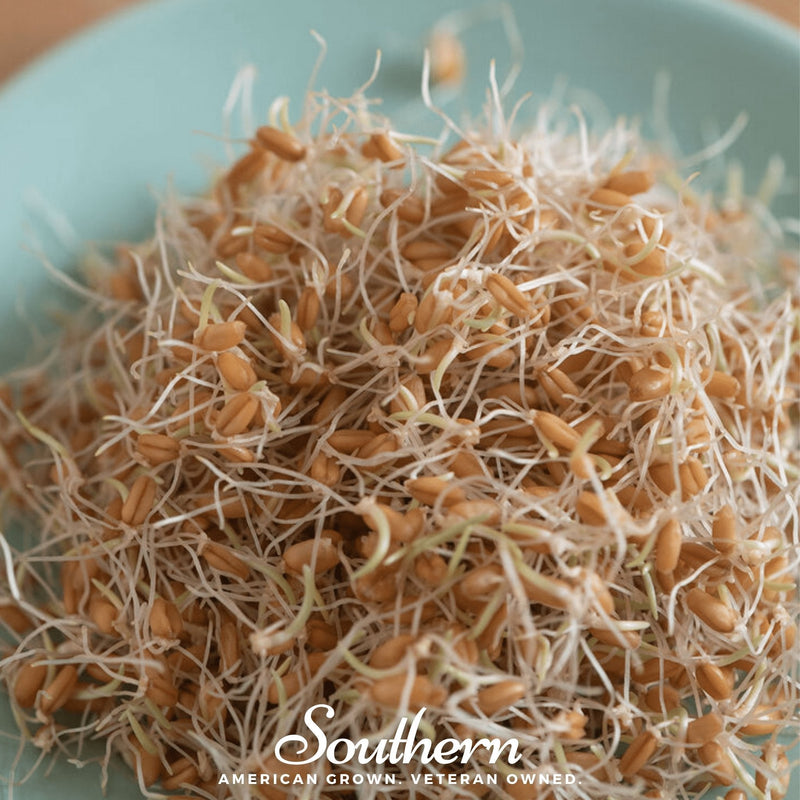 Load image into Gallery viewer, Hard Red Winter Wheat Sprout – 200 Seeds
