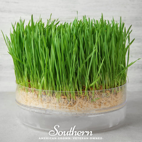 Hard Red Winter Wheat sprout seeds package, 200 count, GrowTime Garden Supply