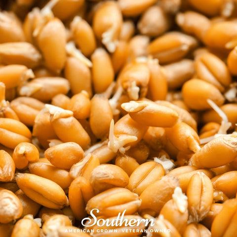 Hard Red Winter Wheat Sprout – 200 Seeds, additional product view 2
