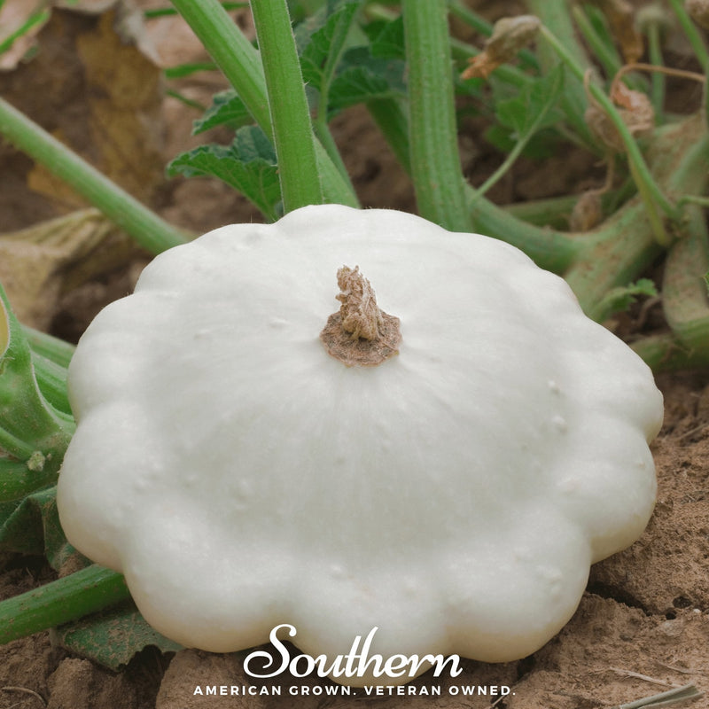 Load image into Gallery viewer, Bennings Green Tint Scallop Summer Squash – 25 Seeds
