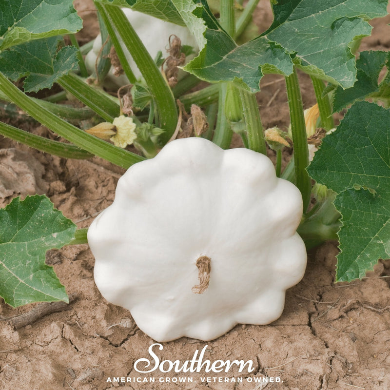 Load image into Gallery viewer, Bennings Green Tint Scallop Summer Squash – 25 Seeds
