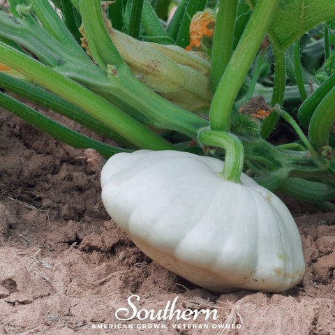 Bennings Green Tint Scallop Summer Squash – 25 Seeds, additional product view 2