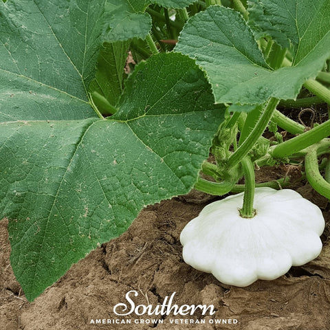 Bennings Green Tint Scallop Summer Squash 25 Seeds