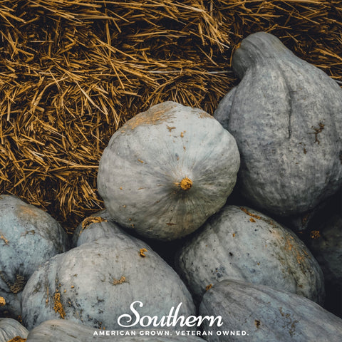 Blue Hubbard Winter Squash seeds package, 20 count, GrowTime Garden Supply