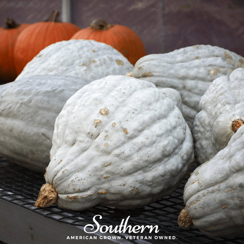 Load image into Gallery viewer, Blue Hubbard Winter Squash – 20 Seeds
